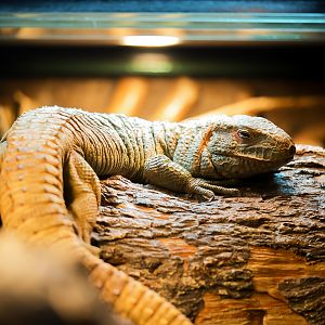 Northern Caimen Lizard