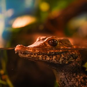 Cuvier's Dwarf Caimen