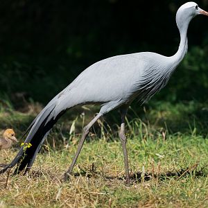 Blue crane and chick, ZSL Whipsnade, UK
