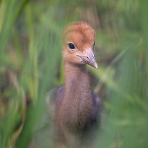 Blue crane chick, ZSL Whipsnade, UK