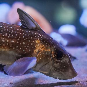 Spotted Ratfish