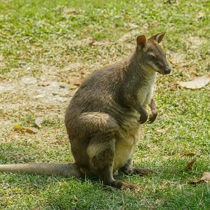Dusky Pademelon (Thylogale brunii)