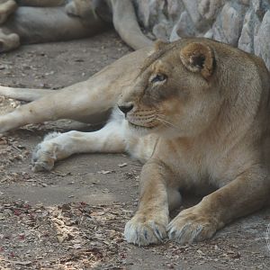 African Lion (Panthera leo)