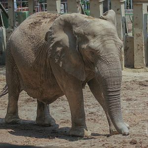 African Bush Elephant (Loxodonta africana)