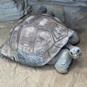 Galapagos Tortoise
