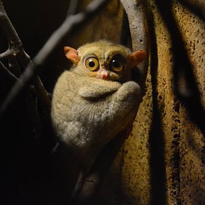 Horsfeld's tarsier (Cephalopachus bancanus)