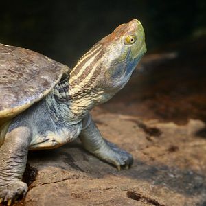 Red-Crowned Roofed Turtle (Batagur kachuga) male