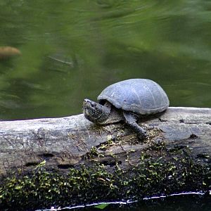 Common Musk Turtle (Sternotherus odoratus)