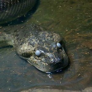 Green Anaconda (Eunectes murinus) opaque
