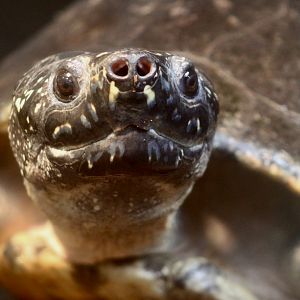 Spotted Pond Turtle (Geoclemys hamiltonii)