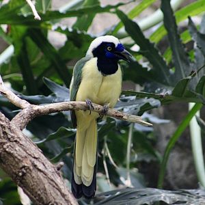 Peruvian Inca Jay (Cyanocorax yncas yncas)