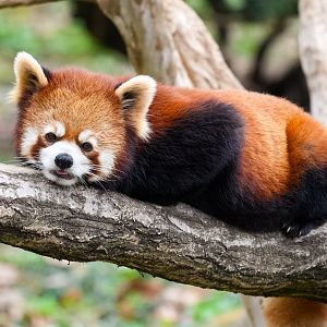 Red panda, outdoor exhibition