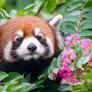 Red panda, outdoor exhibition