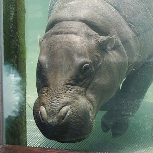 Pygmy Hippopotamus (Choeropsis liberiensis)