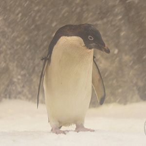 Adélie Penguin (Pygoscelis adeliae)