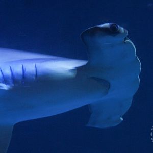 Scalloped Hammerhead (Sphyrna lewini)