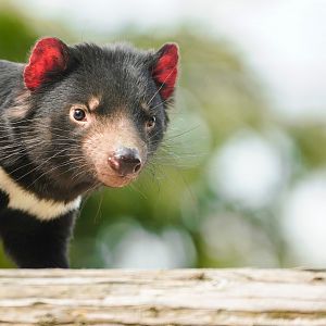 Tasmanian devil