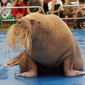 Walrus (Odobenus rosmarus)