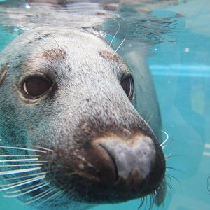 Gray Seal (Halichoerus grypus)