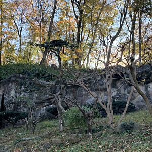 Can you spot the red panda