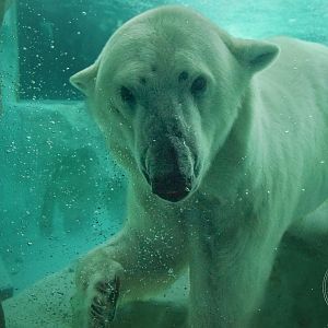 Polar Bear (Ursus maritimus)