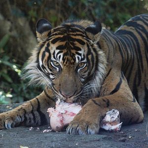 Sumatran Tiger (Panthera tigris sumatrae)
