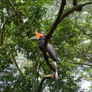 Rhinoceros Hornbill (Buceros rhinoceros)