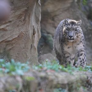 Snow leopard
