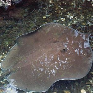 Giant Freshwater Whipray (Urogymnus polylepis)