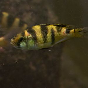 Fish ID - Tierpark Hellabrunn München