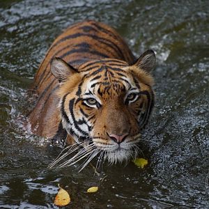 Malayan Tiger (Panthera tigris jacksoni)