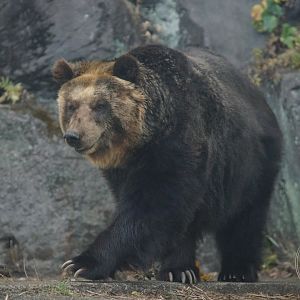 Hokkaido Brown Bear (Ursus arctos yesoensis)
