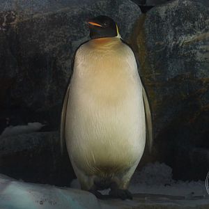 Emperor Penguin (Aptenodytes forsteri)