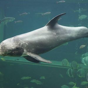 Risso's Dolphin (Grampus griseus)