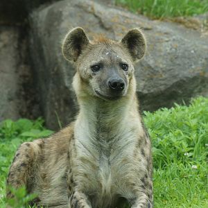 Spotted Hyena (Crocuta crocuta)