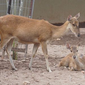 Javan Rusa (Rusa timorensis)