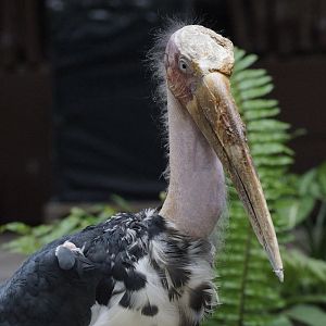 Lesser Adjutant (Leptoptilos javanicus)