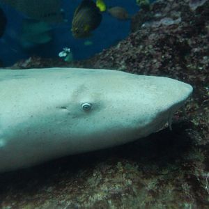 Tawny Nurse Shark (Nebrius ferrugineus)