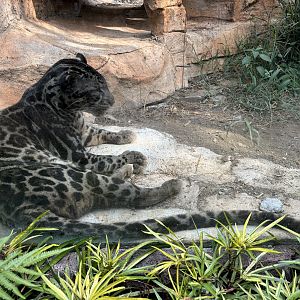 Sunda Clouded Leopard