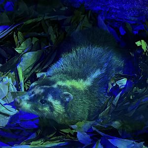 Javan Ferret Badger