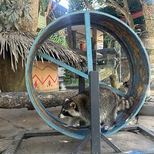 Raccoon