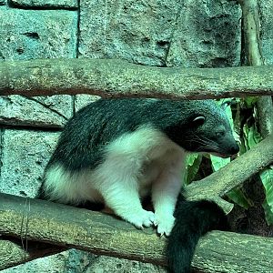 “Giant Panda” Binturong