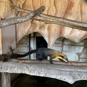 Yellow-throated Marten (Javan subspecies)