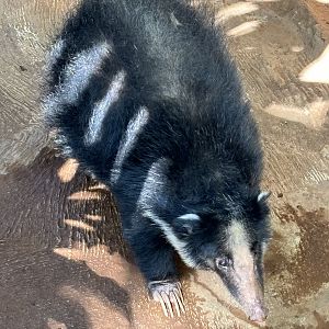 Sumatran Hog Badger