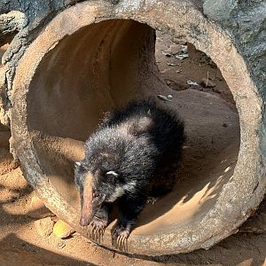 Sumatran Hog Badger