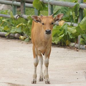 Banteng (Bos javanicus)