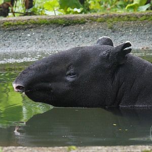 Malayan Tapir (Tapirus indicus)