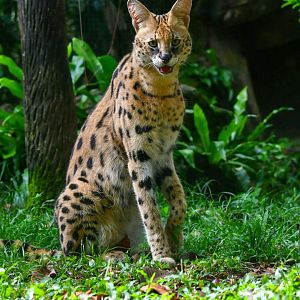 Serval  (Leptailurus serval)