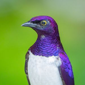Violet-backed Starling (Cinnyricinclus Leucogaster)