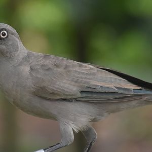 Ashy Starling (Lamprotornis unicolor)